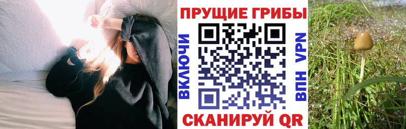 Псилоцибиновые грибы прущие грибы  Баксан 